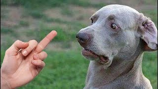 Funny Dogs Really Hates Middle Finger Compilation