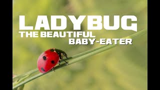 10 Ladybug Facts - The Beautiful Baby-Eater - Animal a Day