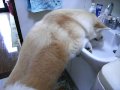 がぶ飲みする秋田犬