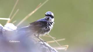 Oasi WWF - Voli canti e ritorni