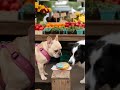 zen 🍩🌈 and the border collie… when the donut is as colorful as the drama. battleforthebite