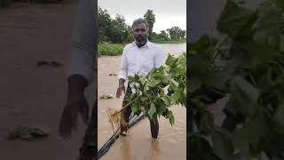 బోయలగుండం గ్రామం॥గట్టు మండలం॥Gadwal district//full videos please watch this video 🙏🙏