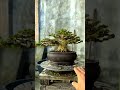 Bonsai Sancang inspirasi #bonsai #bonsaitree #bonsaivietnam #bonsaiworld #shorts #trending #bonsai