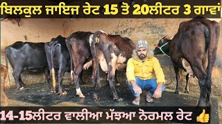 15 ਤੋ 20ਲੀਟਰ 3 ਗਾਵਾਂ ਅਤੇ 2 ਮੱਝਾ ਵੀਕਾਓ। cows and Buffalo for sale/vadiya farm/18-12-23