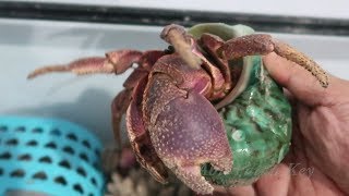 Hermit Crabs Giant Let's Go See the Activity at Night What are They Doing?