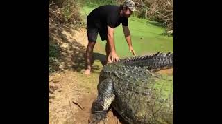 Big Crocodile