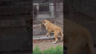 Tiger and lion at the zoo