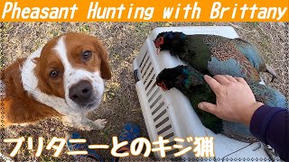 令和2年度 ブリタニーとキジ猟 Pheasant Hunting with Brittany