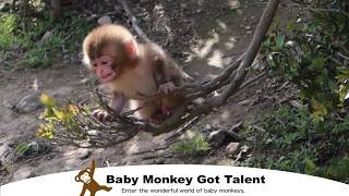 可愛い赤ちゃん猿が狙われた!? 何が起こったのか徹底解説！ / baby monkey monpai monyet 香川県 銚子渓 #小豆島 #お猿の国