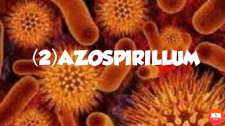 AZOSPIRILLUM(FREE LIVING NITROGEN FIXING BACTERIA)