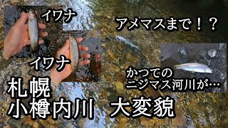 札幌市 小樽内川でニジマスが消えてイワナが増える大変貌【 北海道 渓流釣り 】