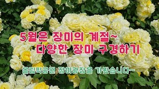 [VLOG] 5월은 장미의 달~~ 장미 구경하기 /장미광장/장미꽃/꽃구경