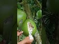 amazing fresh (CALABASH) miracle fruit cutting..