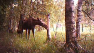 Älg med två älgkalvar. Moose with 2 baby mooses.