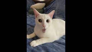 Caesar- The Singing Cat-#cat #apt #cute #hollibarbiereviews