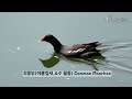 5월탐조 다양한 여름철새와 텃새들이 함께 하는 계절ㅣbirdwatching in may