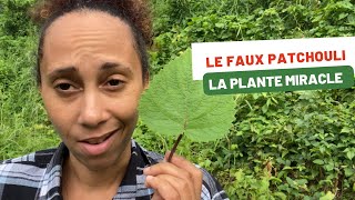 Une plante qui peut vous sauvez la vie : Le faux patchouli