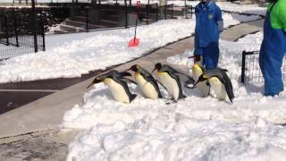 オウサマペンギンの雪中さんぽ！！越前松島水族館にて