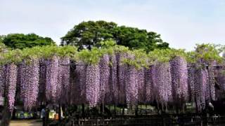 藤が美しい騎西・玉敷公園2017