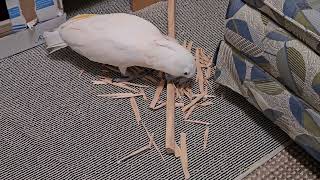 Who Needs A Saw When You Have A Cockatoo??