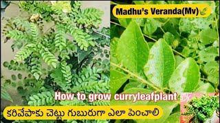 కరివేపాకు చెట్టు పెంచడంలో మెలుకువలు#Curryleafplant#🌱