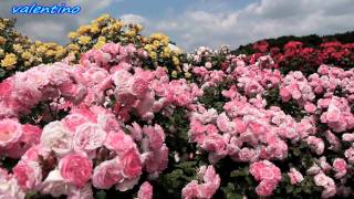 fragrance of flowers HD