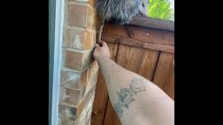 Possum removal Euless, Texas