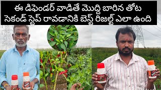 మొద్దు బారిన తోటకు సెకండ్ స్టెప్ గ్రోత్ కాపు సెట్టింగ్#defender #arbitor#agriculture#farming