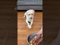 这狗子绝对是王者选手！this dog is definitely the king 萌寵 寵物 搞笑 拉布拉多 doglover labrador labradorpuppy dog