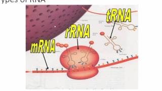8.2 - Basic Molecular Genetics and DNA Replication