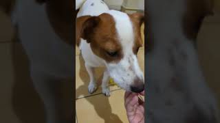 水煮雞肉的正確吃法 #狗狗日常 #傑克羅素㹴 #jackrussellterrier