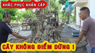 Nam Lê khắc phục, định hình đường lối cây sanh không có điểm dừng của a Dũng Thanh Hóa| NamLe Bonsai