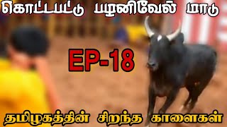 கொட்டபட்டு பழனிவேல் மாடு | தமிழகத்தின் சிறந்த காளைகள் EP - 18 | தமிழ காளைகள் | TAMILA KAALIGAL