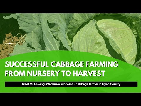 Mbinu Za Kilimo (Kiswahili) Cabbage Farming Eps 2 Mbinu Za Kilimo (Kiswahili) Cabbage Farming Eps 2