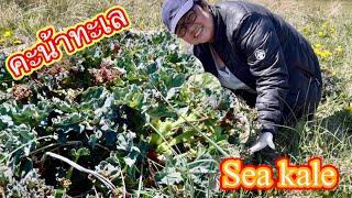 คะน้าทะเล ต้นสวยงามมาก เก็บผักในต่างแดนกับคนไทยในเดนมาร์ก Sea Kale Strandkål