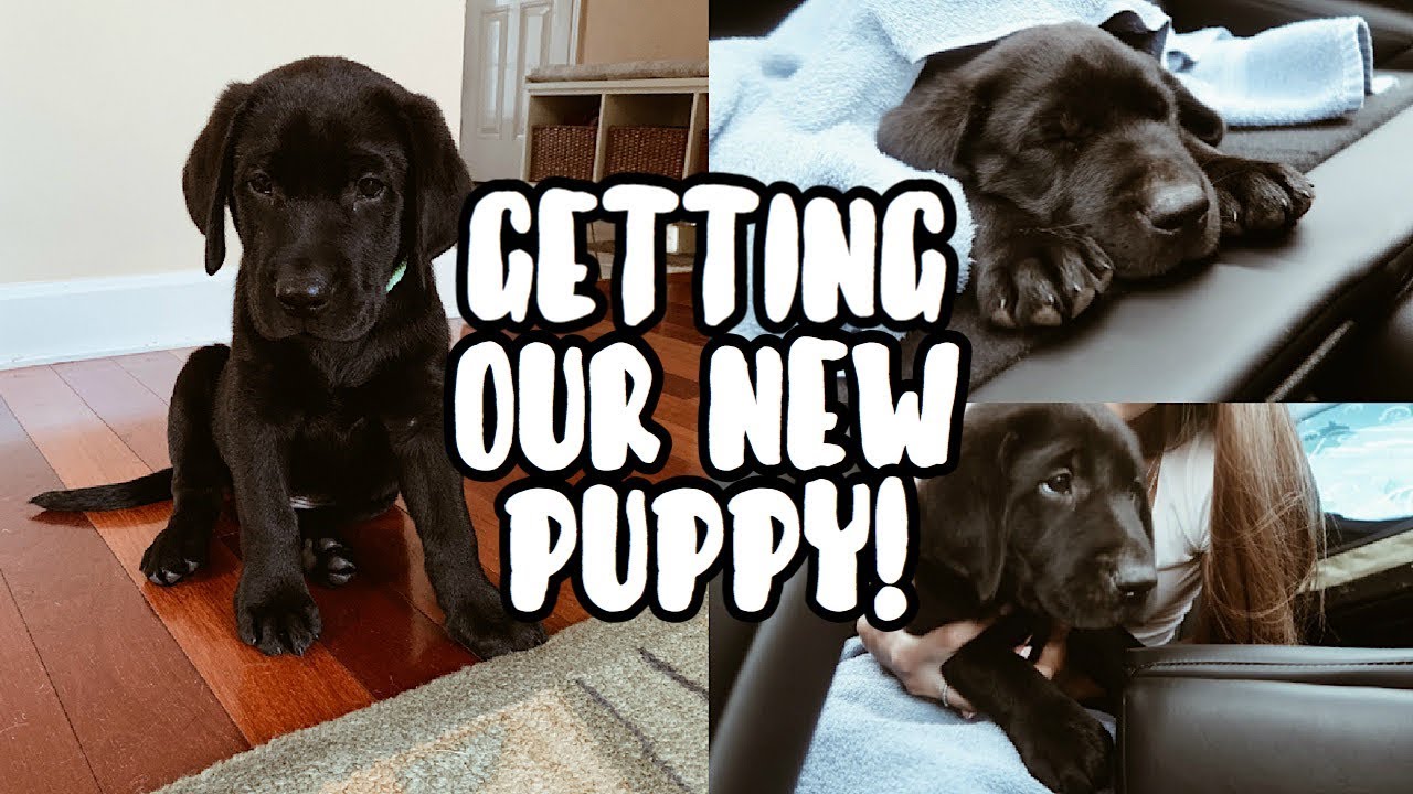 Vlog Getting Our New Puppy Youtube