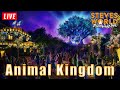 🔴 LIVE: An Evening At Animal Kingdom | Walt Disney World Live Stream 11-11-24