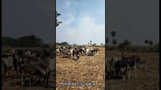 கிடை மாடு ஜல்லிக்கட்டு #jallikattu #video