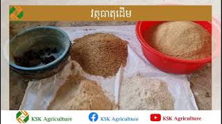 បច្ចេកទេសធ្វើចំណីមាន់មានប្រូតេអុីនខ្ពស់/High Protein Chicken Feeding Techniques #KSK Agriculture#