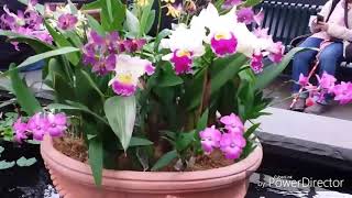 The Orchid show 2018 at NYBG - New York