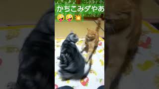 ＃【仁義にゃき闘い2】猫の逆襲＃shorts #cat #あめちゃん #ルー #アメショー