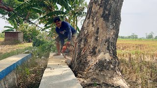 Legendary chainsaw‼️ cut down 2 old trembesi trees.