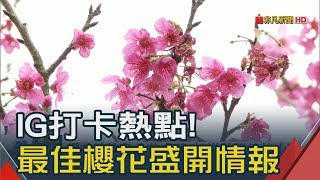 台北賞櫻往哪走? 魯冰花.櫻花接力綻放　\