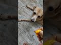 🐾ചക്കക്കൊതിയൻ ടിപ്പാച്ചു 🐕 tippu eating jackfruit 🐾 labrador jackfruit