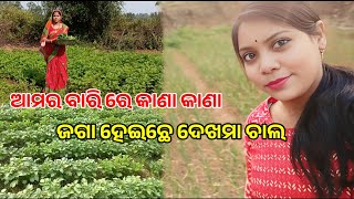 ଆସ ଦେଖମା ଆମର ବାରି ବଗିଚା/Amar Bari Bagicha#farming#viralvideo#fullgardentour#trending#rinkiranivlogs