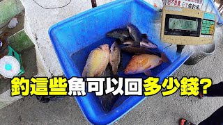 【老蟹愛釣魚】海釣場釣菜魚釣不到十斤，大家猜猜可以回多少錢？