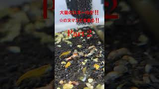 嫌われ者のスネールがヌマエビのシ骸を解体処理。#aquarium #メダカ #ヤマトヌマエビ#スネール#ヌマエビ