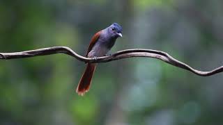 Asian Paradise Flycatcher นกแซวสวรรค์