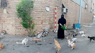 cat videos 2022|cat videos| cat video Pakistan|cat rescue videos|cat video|قطط جده |قطط