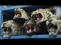 Exotic animal trade exposed